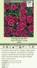 Dianthus Pomegranate Kiss PP21895 30ct Flat