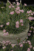 Dianthus Raspberry Swirl PP14377 30ct Flat