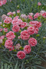 Dianthus Coral Reef PP19660 30ct Flat