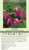 Dicentra Luxuriant 25 BR Plants