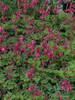 Dicentra Luxuriant 25 BR Plants