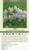 Dicentra spectabilis Alba 25 BR Plants