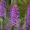 Digitalis p Dalmatian Purple 30ct Flat