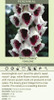 Digitalis p Pams Choice 30ct Flat