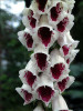 Digitalis p Pams Choice 30ct Flat