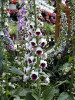 Digitalis p Pams Choice 30ct Flat