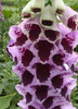 Digitalis p Sugar Plum 30ct Flat