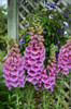 Digitalis Polkadot Princess 30ct Flat