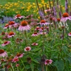 Echinacea p. 'Magnus' (30)ct Flat