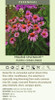 Echinacea p Prairie Splendor 30ct Flat