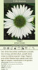 Echinacea p Virgin PP18684 30ct Flat