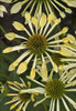 Echinacea Passion Flute PPAF 20ct Flat