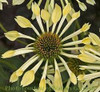 Echinacea Passion Flute PPAF 20ct Flat
