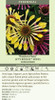 Echinacea Passion Flute PPAF 20ct Flat