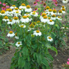 Echinacea p. 'PowWow White' (30)ct Flat