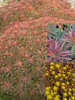 Euphorbia polychroma Bonfire PP18585 25 BR Plants