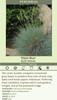 Festuca glauca Elijah Blue 30ct Flat