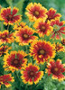 Gaillardia Goblin 30ct Flat