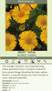 Gaillardia grandiflora Mesa Yellow 30ct Flat