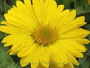 Gaillardia grandiflora Mesa Yellow 30ct Flat