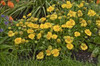 Gaillardia grandiflora Mesa Yellow 30ct Flat