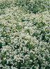 Galium odoratum 30ct Flat