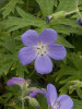Geranium Brookside 25 BR Plants