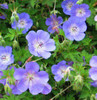 Geranium Rozanne PP12175 20 ct Flat