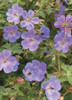Geranium Rozanne PP12175 20 ct Flat