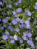 Geranium Rozanne PP12175 20 ct Flat