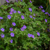 Geranium 'Rozanne' PP12175 (30) ct Flat