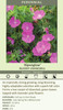 Geranium sanguineum Alpenglow 30ct Flat
