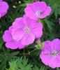Geranium sanguineum Alpenglow 30ct Flat