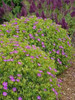 Geranium sanguineum New Hampshire Purple 30ct Flat