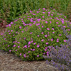 Geranium sanguineum 'New Hampshire Purple' (30)ct Flat