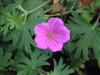 Geranium Tiny Monster 30ct Flat