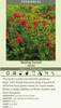 Geum f p Blazing Sunset 30ct Flat