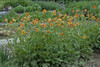 Geum TOTALLY TANGERINE Tims Tangerine PP22041 20ct Flat