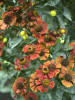 Helenium Red Jewel 25 BR Plants
