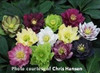 Helleborus Fluffy Ruffles Mix 30ct Flat