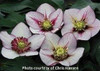 Helleborus Pink Fizz 30ct Flat