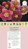Helleborus Pink Parachutes 30ct Flat Helleborus Pink Parachutes 30ct Flat