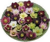 Helleborus Winter Thrillers Series-Mixed 30ct Flat