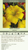 Hemerocallis ALPHA CENTAURI 25 BR Plants