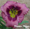 Hemerocallis Always Afternoon 25 BR Plants