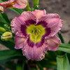 Hemerocallis 'Always Afternoon' (25) BR Plants