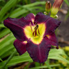 Hemerocallis 'Bela Lugosi' (25) BR Plants