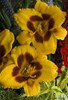 Hemerocallis BLACK EYED SUSAN 25 BR Plants