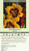 Hemerocallis BLACK EYED SUSAN 25 BR Plants