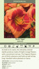 Hemerocallis BOLD TIGER 25 BR Plants